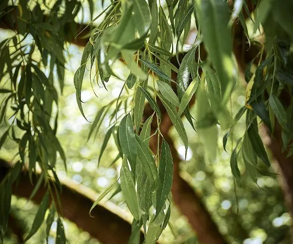 מלון Logis Restaurant Bagatelle - 51530